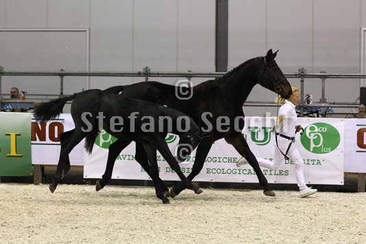 BELLY DANCER_MILANO_2010_SS3_7876.jpg